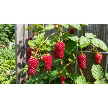 Tayberry Tayberry
