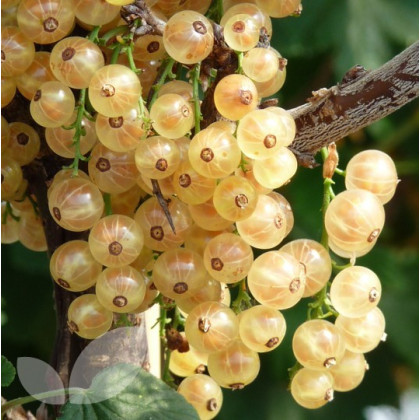 Whitecurrant White Versailles