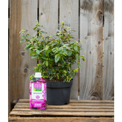 Mothers Day Special Blueberry Gift Mothers Day Special Blueberry Gift