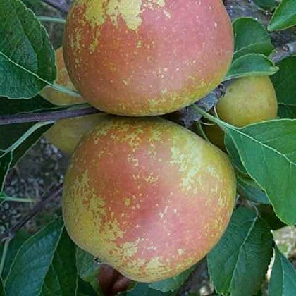 Apple St Edmunds Pippin