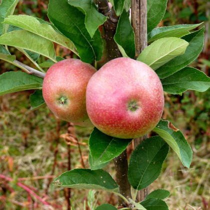Apple Worcester Pearmain