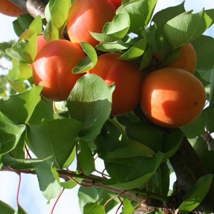 Apricot Flavorcot
