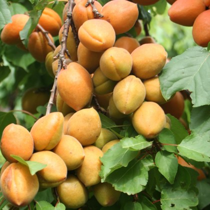 Apricot Petit Muscate