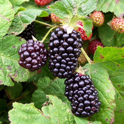 Blackberry Ashton Cross