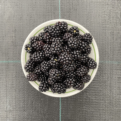 Blackberry Bedford Giant Blackberry Bedford Giant