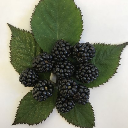 Blackberry Loch Ness Blackberry Loch Ness