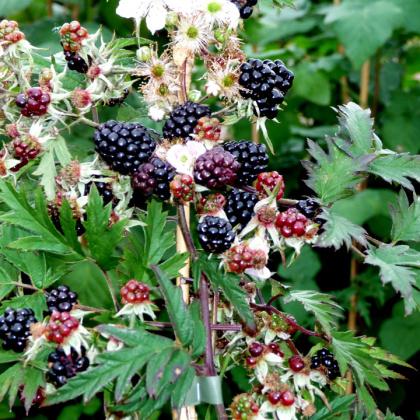 Blackberry Oregon Thornless Blackberry Oregon Thornless