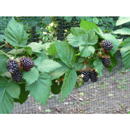 Blackberry Waldo Blackberry Waldo