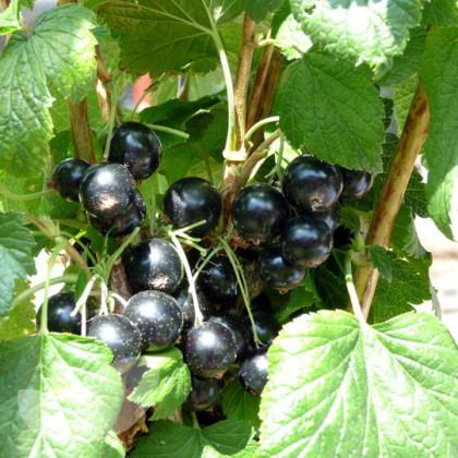 Blackcurrant Ben Connan Blackcurrant Ben Connan