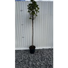 Blackcurrant Titania