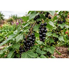 Blackcurrant Titania