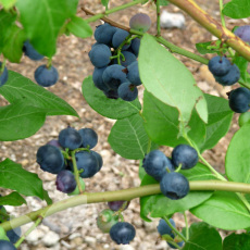 Blueberry Collection 3x3 Litre Plants