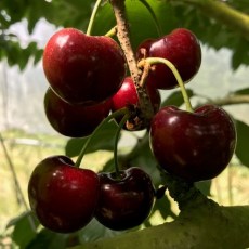 Cherry Lapins Cherry Lapins