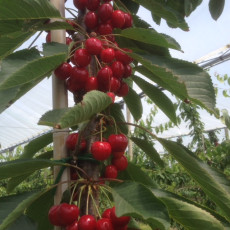 Cherry Sweetheart Cherry Sweetheart