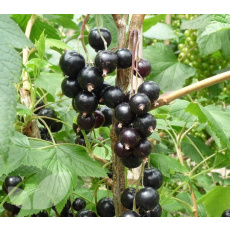 Currant Collection Currant Collection