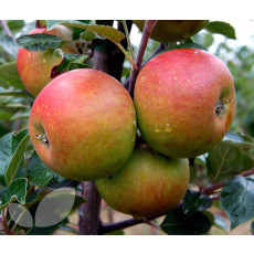 Family Tree Cox/Fiesta/Hereford Russet - 2 Year Bush 12 Litre