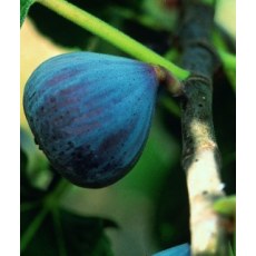 Fig Califfo Blue Fig Califfo Blue