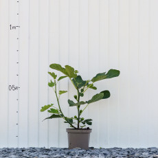 Fig Califfo Blue
