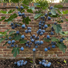 Fig Califfo Blue Fig Califfo Blue