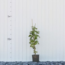 Goji Berry