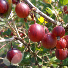 Gooseberry Collection