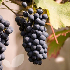 Grape Cabernet Cortis Grape Cabernet Cortis