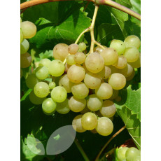 Grape Phoenix Grape Phoenix