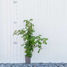Japanese Wineberry