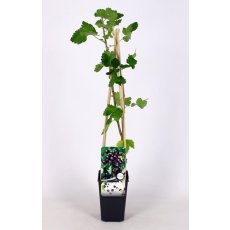 Jostaberry 2 Litre