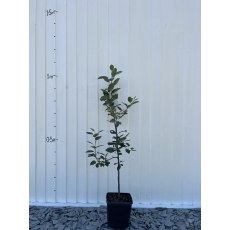 M26 Rootstock