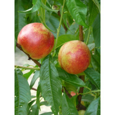 Nectarine Lord Napier Nectarine Lord Napier