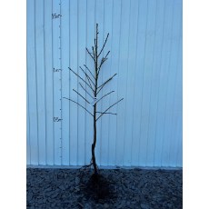 Nectarine Lord Napier