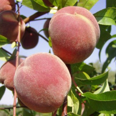 Peach Peregrine Peach Peregrine
