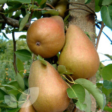 Pear Beurre Hardy