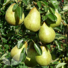 Pear Williams Bon Chretien Pear Williams Bon Chretien