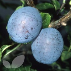 Plum Herman Plum Herman