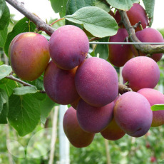 Plum Jubilee Plum Jubilee