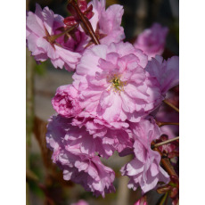 Prunus Kanzan Colt