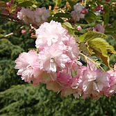 Prunus Pink Perfection Prunus Pink Perfection