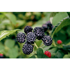 Raspberry Black Jewel Raspberry Black Jewel