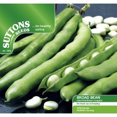 Seeds - Broad Bean Giant Exhibition Longpod