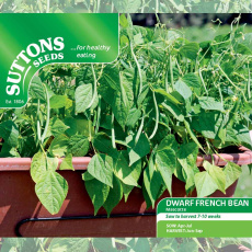 Seeds - Dwarf French Bean Mascotte