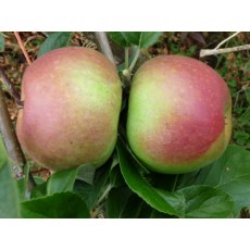 Apple Charles Ross Apple Charles Ross