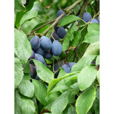 Shropshire Damson