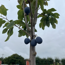 Shropshire Damson