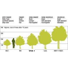 St Julien A Rootstock St Julien A Rootstock