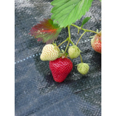 Strawberry Christine - 10 Runners Bare Root Strawberry Christine - 10 Runners Bare Root