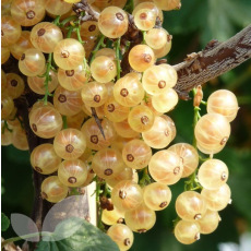 Whitecurrant White Versailles Whitecurrant White Versailles