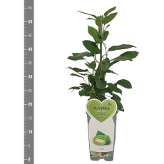 Kiwi Berry - Actinidia arguta Issai Kiwi Berry - Actinidia arguta Issai