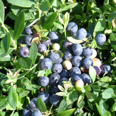 Mothers Day Special Blueberry Gift Mothers Day Special Blueberry Gift